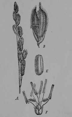 Fig. 6. Rice. A, part of a flower cluster of beardless rice, natural size.