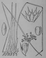 Fig. 221. Rush (Juncus effusus, Rush Family, Juncaceoe). Plant in flower, 1/2. Calyx, corolla, and stamens. Fruit. Seed, edge and side views. (Britton and Brown.) Perennial herb 3 12 dm. tall, smooth throughout; flowers greenish; fruit dry. Native home, North America and Eurasia.