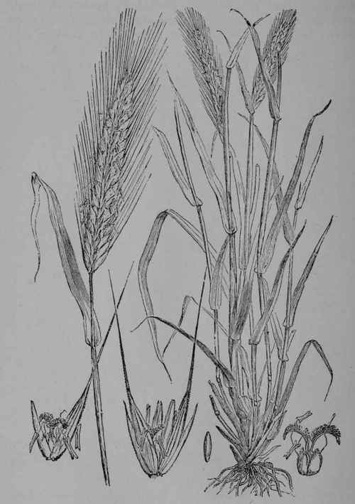 Fig. 7. Rye (Secale cereale, Grass Family, Gramineoe).