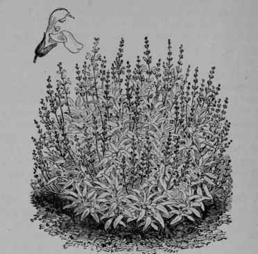 Fig. 132. Sage (Salvia officinalis, Mint Family, Labiatoe). Plant in flower, 1/8. Flower, 1/1. (Vilmorin.) A perennial herb with grayish, hairy, aromatic leaves; flowers blue; nutlets brown. Native home, Europe.