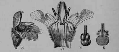 Fig. 133. Sage. A, flower, enlarged. B, corolla split down the back and spread out to show the attachment and form of the four stamens; one pair is rudimentary, the others have curiously developed anthers, which are remarkably well adapted to secure the transfer of pollen by bees from one flower to another. C, base of pistil, showing the four young nutlets. D, the same cut vertically to show the single ovule in each section of the ovary.