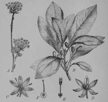 Fig. 160. Sassafras (Sassafras officinale, Laurel Family, Lauraceoe). A, flowering twig of staminate plant. B, branch bearing leaves and fruit. C, staminate flower. D, pistillate flower. E, stamen, showing nectar glands at base of filament, and anther opening by up turned valves. E, pistil, cut vertically. (Berg and Schmidt.) Tree growing 20 30 m. tall; young branches green; leaves becoming smooth, aromatic; flowers yellow; fruit blue on red stalks. Native home, Eastern North America.