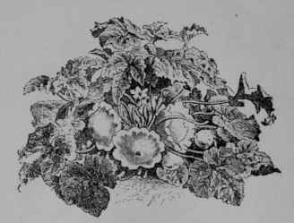 Fig. 81, IV. Scallop Squash (Cucurbita Pepo, var.). Plant showing leaves, flowers, and fruit. 1/16. Fruit pale, yellowish.