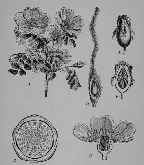 Fig. 148, III. Scotch Rose (Rosa spinosissima, Rose Family, Rosaceoe). A, flowering branch. B, floral diagram. C, flower, cut vertically. D, pistil, with ovary cut open to show the single ovule within. E, fruit entire. F, same, cut vertically, to show the nutlets enclosed by the fleshy urn like expansion of the flower stalk which bears the other floral parts around its rim. (Baillon.) Shrub about 1 m. tall, very prickly; flowers pink, white, or yellowish; fruit black. Native home, Eurasia. Although this species is not used for making attar it is here included as showing the floral structure more clearly than the more highly cultivated French rose.
