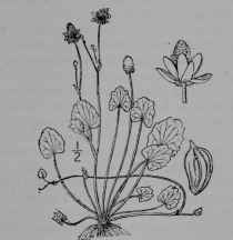 Fig. 303. Seaside Crowfoot (Ranunculus Cymbalaria, Crowfoot Family, Ranunculaceoe). (Britton and Brown.) Perennial herb 4 22 cm. tall; leaves fleshy, smooth throughout; flowers yellow; fruit dry. Native home, Northern North America and Eurasia.