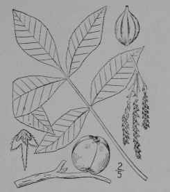 Fig. 30. Shagbark Hickory (Carya alba, Walnut Family, Juglandaceoe).