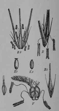Fig. 12. Six rowed barley (H. sativum, var. hexastichon).