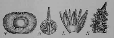 Fig. 116, II. Smooth Sago Palm (Metroxylon loeve, Palm Family, Palmaceoe). K, tip of a flower cluster branch. L, stamens on corolla of a staminate flower. M, pistil cut vertically, showing ovules and young scales. N, fruit cut vertically to show the seed surrounded by dry flesh and woody scales. (Blume.) The plant is similar to the prickly sago palm but larger and without prickles.