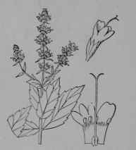 Fig. 135. Spearmint (Mentha spicata, Mint Family, Labiatoe). Flowering top, reduced. Flower. Corolla, stamens, and pistil. (Britton and Brown.) A smooth perennial herb; flowers pale purplish; nutlets brown. Native home, Europe.