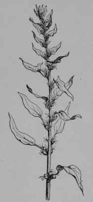 Fig. 73. Spinach. Flowering branch.