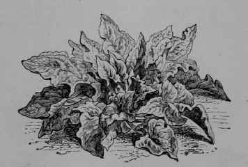 Fig. 72. Spinach (Spinacia oleracea, Goosefoot Family, Chenopodiaceoe).