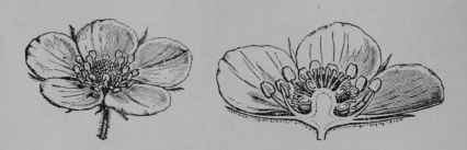 Fig. 98, II. Strawberry flower, entire, and cut vertically.