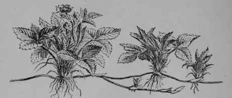 Fig. 98, I. Strawberry (Fragaria vesca, Rose Family, Rosaceoe). Plant showing manner of propagating by means of slender horizontal stem branches, called runners which develop roots and shoots near their scale like leaves. (Baillon.) The plant is thus a perennial herb; leaves sparsely hairy, light green; flowers white; fruit red. Besides this species F. chiloensis, F. virginiana, and F. moschata, have yielded cultivated varieties, the first being of most importance.