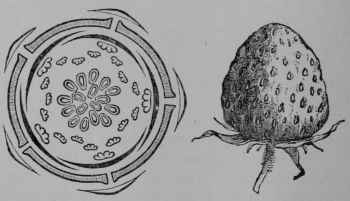 Fig. 99. Strawberry fruit, showing the swollen end of the flower stalk which becomes red and fleshy and bears the ripened pistils over its surface.