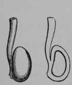 Fig. 98, III. Strawberry pistil, entire, and cut vertically to show the single ovule within; and floral diagram.