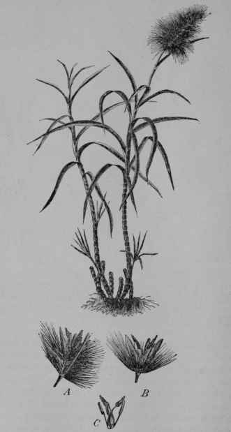 Fig. 114. Sugar cane (Saccharum officinarum, Grass Family, Gramineoe). Plant in flower. A, part of spike, showing long silky hairs. B, spikelet detached. C, flower, showing stamens, pistil and lodicules at the base, (Bentley and Trimen.) Perennial, attaining a height of 4 m.; stem variously colored, 2 5 cm. thick.