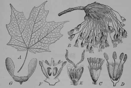 Fig. 248. Sugar maple (Acer Saccharum, Maple Family, Aceraceoe). A, leaf. B, flower cluster. C, staminate flower. D, same, cut vertically. E, perfect flower, with part of calyx removed. F, same, cut vertically. G, fruit. (Pax.) Tree growing about 36 m. tall; bark grayish; leaves dark green above; flowers greenish yellow; fruit greenish. Native home, Eastern North America.