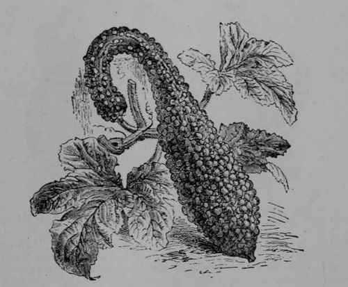 Fig. 81, III. Summer Crook neck Squash (Cucurbita Pepo var.). Fruit and leaves. 1/6. Fruit bright orange.