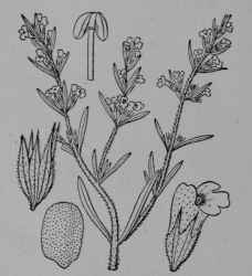 Fig. 136. Summer Savory (Satureia hortensis, Mint Family, Labiatoe). Flowering top, reduced. Flower. Calyx. Nutlet, enlarged. (Britton and Brown.) An annual with downy stems and leaves; flowers purple; nutlets brown; finely roughened. Native home, Europe.