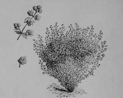 Fig. 137. Sweet Marjoram (Origanum Majorana, Mint Family, Labiatoe). Flowering plant, 1/12. Flowering branch, 1/1. Flower cluster. (Vilmorin.) A perennial herb becoming annual in cultivation, leaves downy; flowers whitish or purplish; nutlets brownish. Native home, Eurasia.
