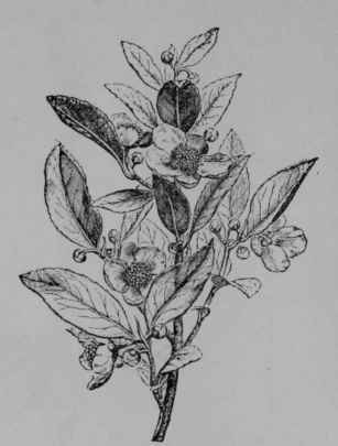 Fig. 149, I. Tea (Thea sinensis, Tea Family, Theaceoe). Flowering branch (Baillon.) A shrub or tree growing 10 m. tall; leaves evergreen; flowers white, fragrant; fruit dry. Native home, China and India.