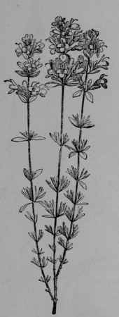 Fig. 134. Thyme (Thymus vulgaris, Mint Family, Labiatoe). Plant in flower. (Briquet.) A perennial, low and shrubby with whitish hairy aromatic stems and leaves; flowers lilac or purplish; nutlets brownish. Native home, southern Europe.