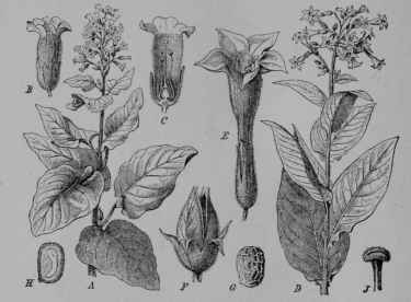 Fig. 173. Tobacco (Nicotiana rustica, and N. Tabacum, Nightshade Family, Solanaceoe). A, Turkish tobacco (N. rustica), flowering top. B, flower, entire. C, same, cut vertically. D, Virginia tobacco (N. Tabacum), flowering top. E, flower. F, pod, opening for discharge of seeds. G, seed. H, same, cut vertically. J, stigma, (v. Wettstein.)  Turkish tobacco, an annual growing about 1 m. tall; leaves glutinous; flowers yellowish or greenish; fruit dry. Native home, South America and Mexico. Virginia tobacco similar to the Turkish but growing 2 m. tall; flowers rose or purplish. Native home, South America.