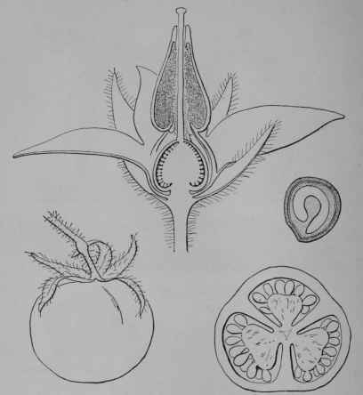 Fig. 89. Tomato. Flower, cut vertically, enlarged. Fruit, side view. Same, cut across. Seed, cut vertically to show curved germ, in seed food.