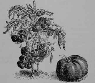 Fig 88. Tomato (Solarium Lycopersicum, Nightshade Family, Solanaceae). Plant in fruit. 1/12. Fruit. 1/3. (Vilmorin.) An annual; stem and leaves soft hairv, dull green; flowers yellow; fruit red or yellow.