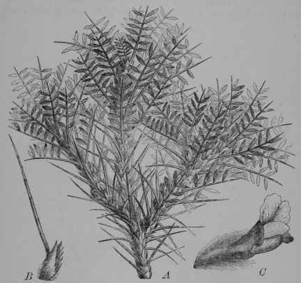 Fig. 157. Tragacanth Shrub (Astragalus gummifer, Pulse Family, Leguminosoe). A, flowering branch. B, leaf from which the leaflets have disappeared, leaving only the stiff thorn like 