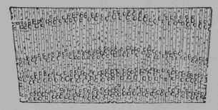 Fig. 237. Transverse section of ash wood, 3/1.