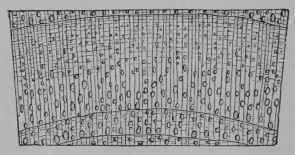 Fig. 238. Transverse section of walnut wood, 3/1.