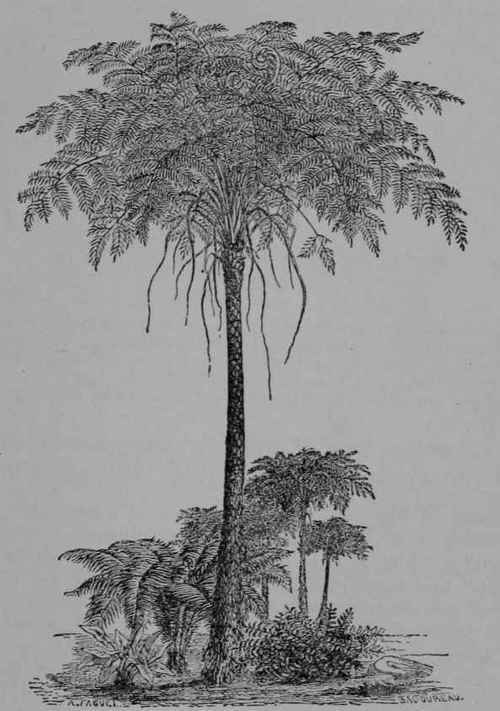 Fig. 360. Tree Ferns and Herbaceous Ferns.