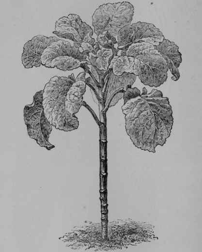 Fig. 264. Tree cabbage (Brassica oleracea var. accphala, Mustard Family, Cruciferce). Plant, 1/12. (Vilmorin.) Perennial herb growing 2 m. tall; leaves, etc., as in other forms of cabbage. Native home, Western Europe.