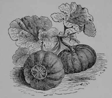 Fig. 82, II. Turban Squash (Cucurbita maxima, var., Gourd Family, Cucurbitaceoe). Leaves and fruit, 1/6. Fruit greenish, yellowish, or reddish.