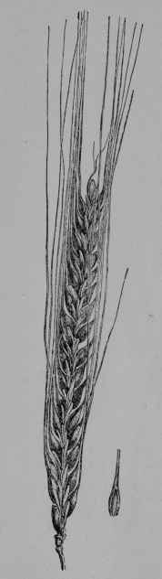 Fig. 11. Two rowed barley (H. sativum, var. distichori).