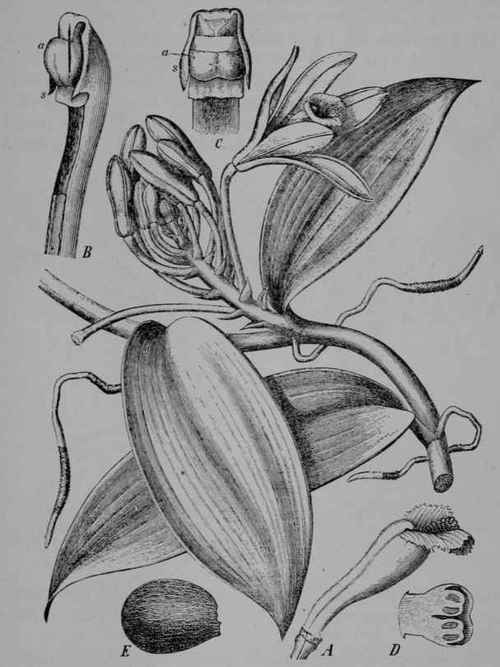Fig. 148, I. Vanilla (Vanilla planifolia, Orchid Family, Orchidaceoe.) Flowering branch, reduced in size, showing leaves and air roots. A, lip of the flower, and along its back the column formed of style and stamens grown together. B, C, column, side view and front view, showing anthers (a) and rudimentary stamen (s). D, top of column, cut lengthwise through anthers. E, seed, much enlarged. (Berg and Schmidt.) A tall, climbing herb attaching itself to trees by means of air roots; leaves thick; flowers yellow; fruit a pod ripening in two years, 16 30 cm. long, 7 10 mm. thick. Native home, Mexico.