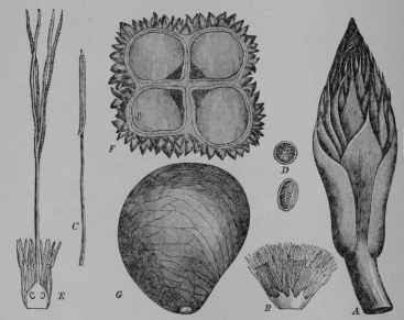 Fig. 266, II. Vegetable Ivory. A, pistillate flower cluster in bud. B, staminate flower. C, stamen. D, pollen. E, pistillate flower, cut vertically, showing pistil accompanied by rudimentary stamens. E, fruit, cut across. G, seed.