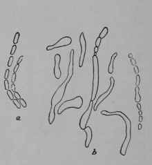 Fig. 152. Vinegar Ferment (Bacterium aceti, Rod germ Family, Bacteriaceoe). a, ordinary form of plant, grouped into chain like colonies, b, an irregular form occurring under very adverse conditions. (Migula.)  The plants are colorless, and form about themselves a mass of jelly which constitutes the mother of vinegar.