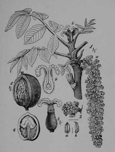 Fig. 27. Walnut (Juglans regia, Walnut Family, Juglandaceoe).