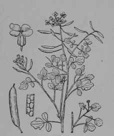 Fig. 71, II. Watercress. Flowering branch. Flower (petals white). Fruit. Piece of pod cut lengthwise to show the two rows of seeds.