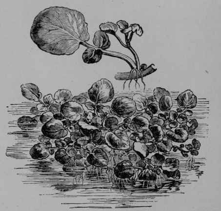 Fig. 71, I. Watercress (Nasturtium officinale, Mustard Family, Cruciferoe).