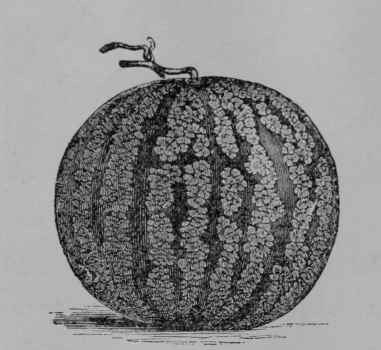 Fig. 105. Watermelon, fruit.