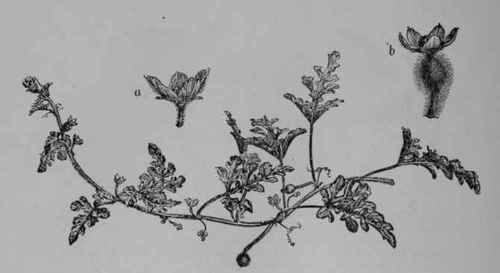 Fig. 104. Watermelon (Citrullus vulgaris, Gourd Family, Cucurbitaceoe). Vine bearing leaves, flowers, and very young fruit; a, staminate flower; b, pistillate flower. (Nicholson.) Plant an annual herbaceous vine; leaves hairy or smooth; flowers yellow; fruit greenish with pale markings, smooth, globular or oval, sometimes 60 cm. long.