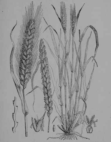 Fig. 8. Wheat (Triticum sativum, Grass Family, Gramineoe).