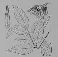 Fig. 245. White Ash (Fraxinus americana, Olive Family, Oleaceoe). Leaf, about 1/3. Fruit cluster. Fruit. (Britton and Brown.) Tree growing 40 m. tall; bark gray, furrowed; leaves dark green above; flowers bronze green; fruit buff. Native home, Eastern North America.