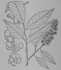 Fig. 247. Wild Black Cherry (Prunus serotina, Rose Family, Rosacea). Flowering branch, 1/2. Fruit cluster. (Britton and Brown.) Tree growing about 30 m. tall; bark rough and black; leaves smooth above; flowers white; fruit dark purple or black. Native home, Eastern North America.
