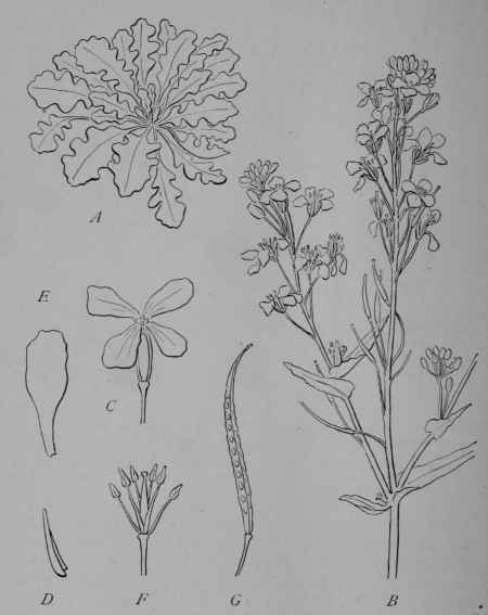 Fig. 63. Wild Kale (Brassica oleracea, variety sylvestris, Mustard Family, Crucifera).