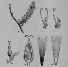 Fig. 228, II. Willow. A, pistillate flower cluster. B, staminate flower, enlarged. C, same, cut vertically. D, pistillate flower, enlarged. E, pistil, cut vertically. E, seed, entire. G, same, cut vertically.