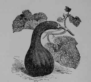 Fig. 84. Winter Crook neck Squash. 1/6. Fruit and leaves.